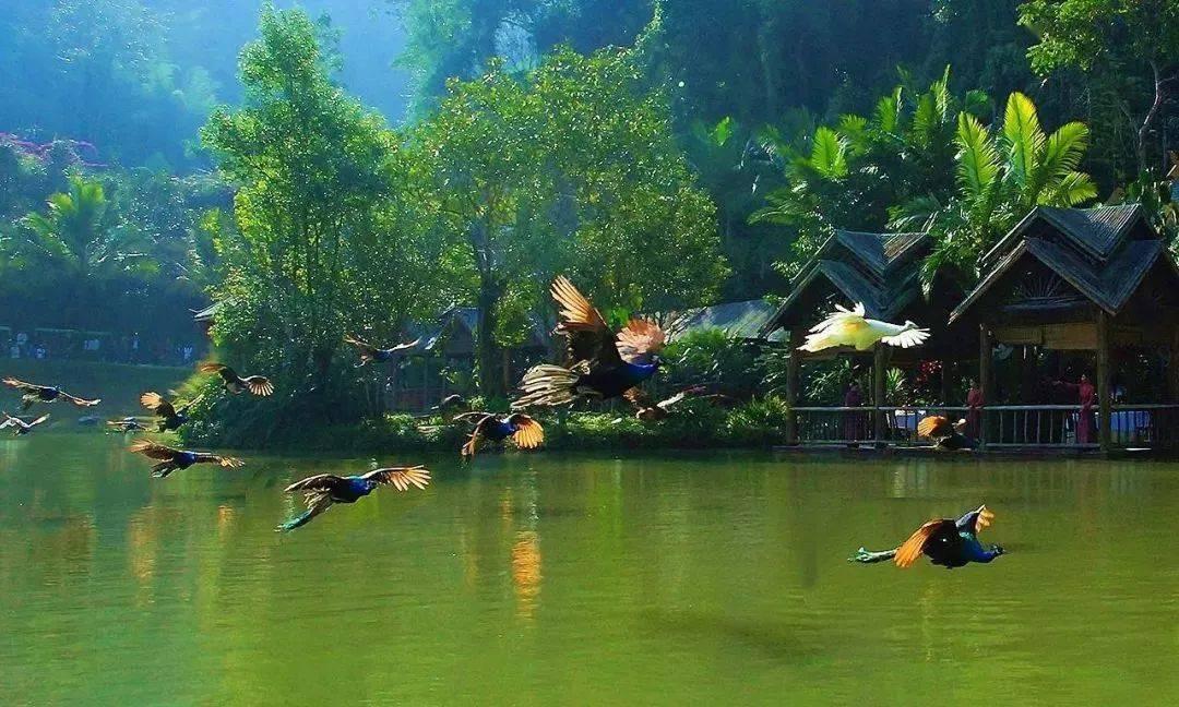 拯救卡通獾