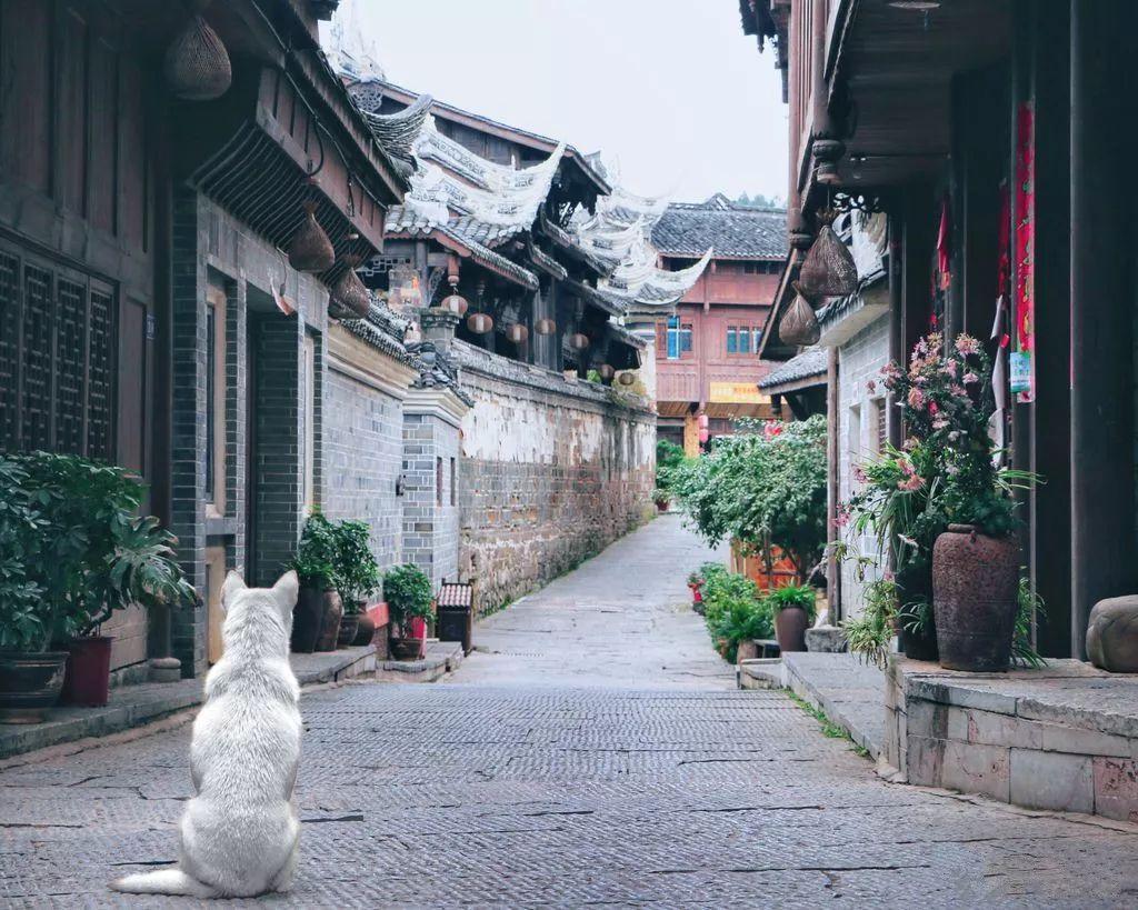 上门收购古董是真的吗游戏画面